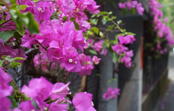 Flowers, the city, bright, the fence, spring, vines