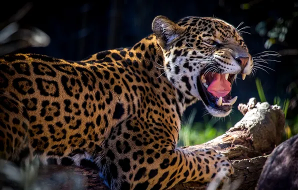 Predator, spot, grin, Jaguar, roar