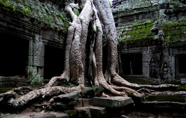 Picture roots, the building, moss, jungle, old, plate