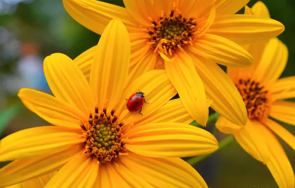 Flowers, Yellow flowers, Yellow flowers