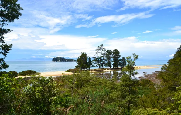 Sea, beach, the sky, clouds, trees, nature, coast, horizon