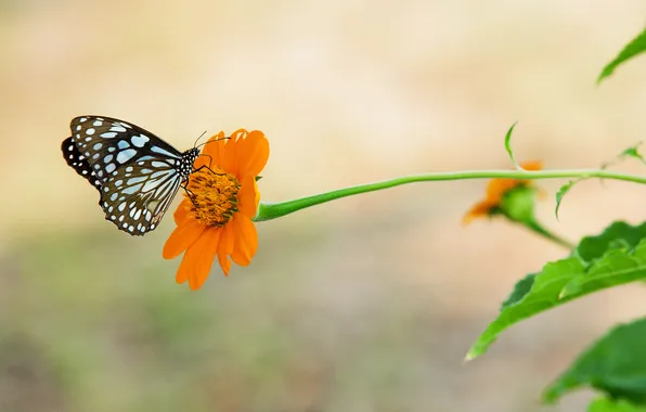 Picture flower, butterfly, zinnia