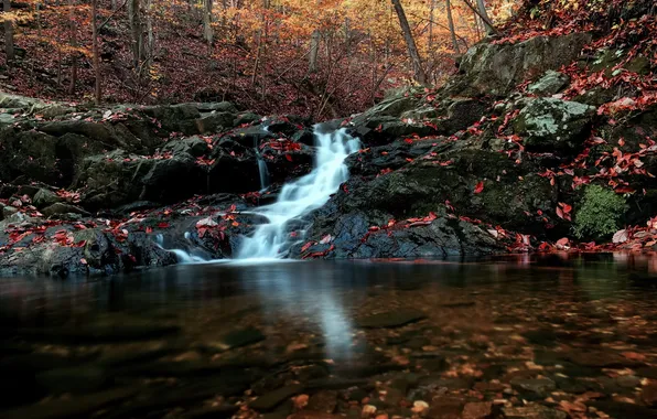 Autumn, forest, river