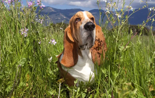 Picture grass, flowers, Bassett