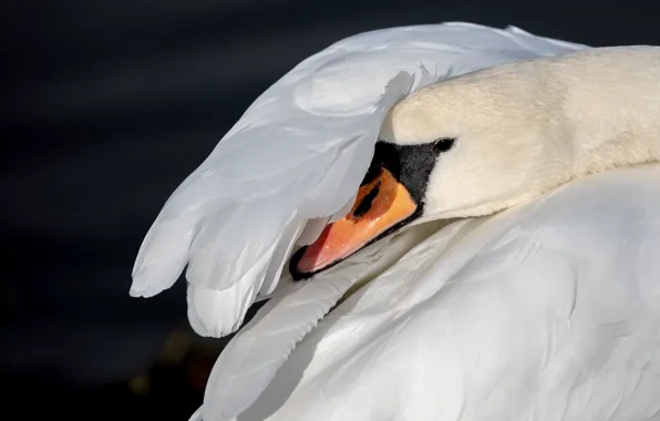 White, look, pose, bird, portrait, feathers, wing, Swan
