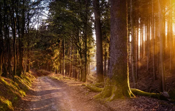 Road, forest, the sun, rays, light, branch, trunks, pine