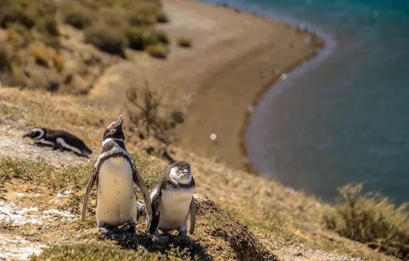 Picture summer, nature, penguins