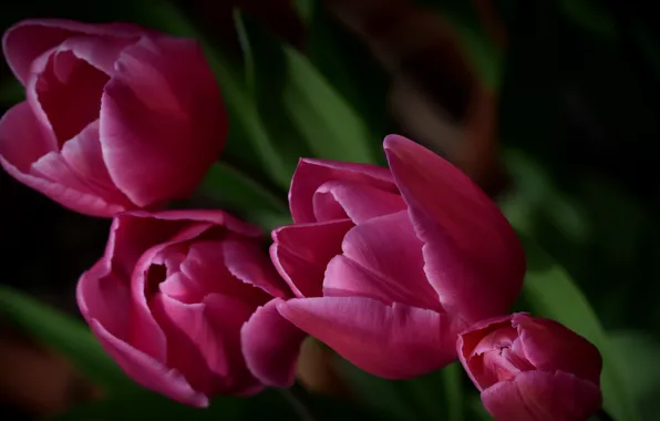 Flowers, nature, tulips