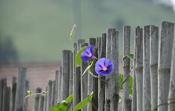 Flowers, the fence, bokeh, bindweed