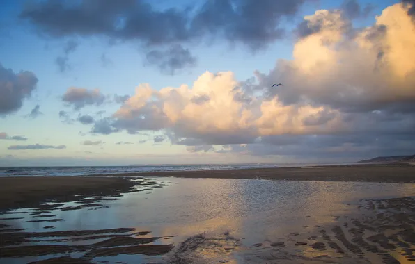 Sea, beach, clouds, bird, the evening