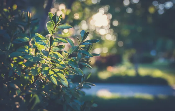 Leaves, green, plant, bokeh