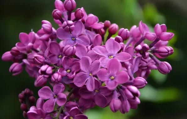 Picture macro, bunch, lilac, inflorescence