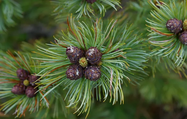 Macro, needles, branches, photo, bumps, slannik