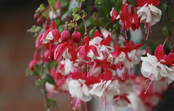 Macro, branches, buds, fuchsia