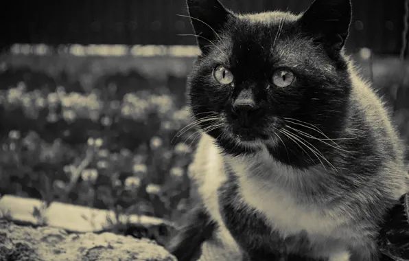 Cat, look, cats, Siamese, in the village
