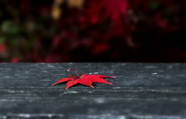 Picture autumn, leaves, macro, red, background, widescreen, Wallpaper, leaf