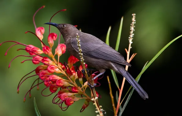 Picture flowers, bird, beak, myzomela