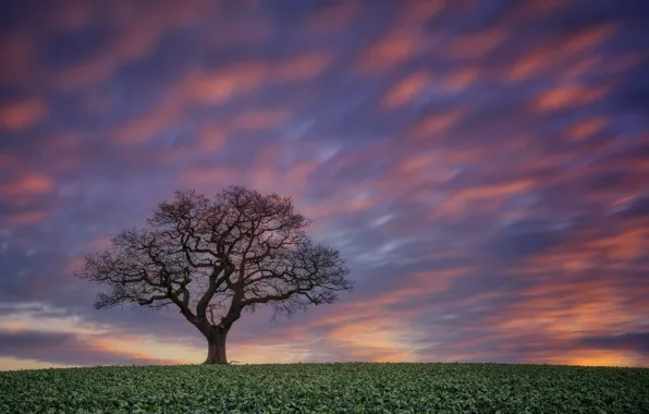 Picture field, the sky, sunset, tree