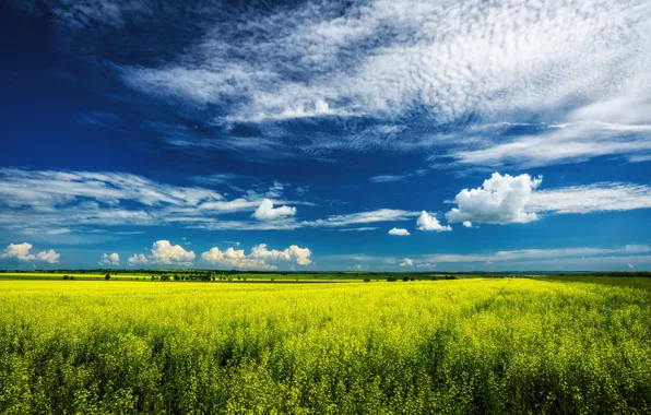 The sky, clouds, flowers, blue, spring, rape, rapeseed field
