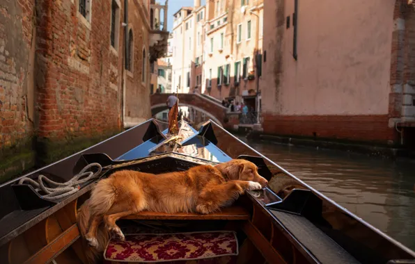 Picture look, the city, pose, stay, boat, home, dog, Italy