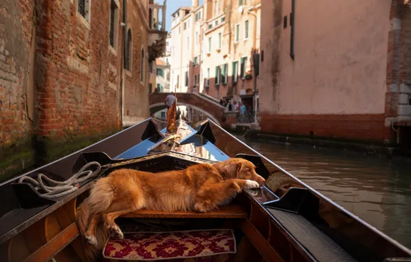 Look, the city, pose, stay, boat, home, dog, Italy