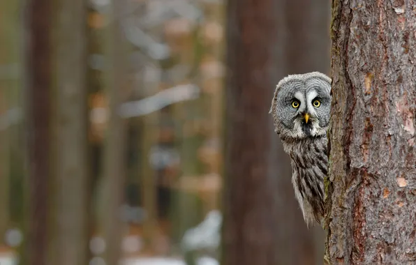 Picture forest, trees, background, owl, bird, bokeh, Peeps, owl