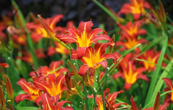 Greens, summer, leaves, flowers, Lily, garden, red, orange