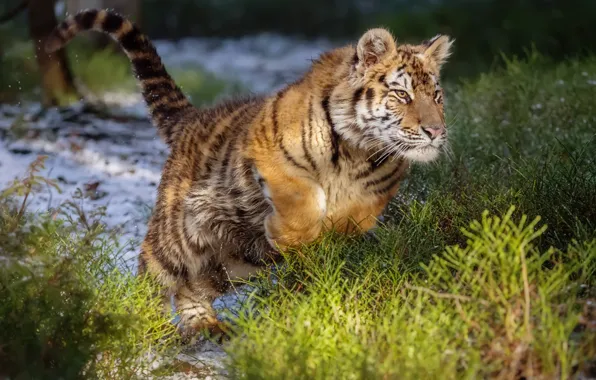 Tiger, jump, wild cat, the Amur tiger