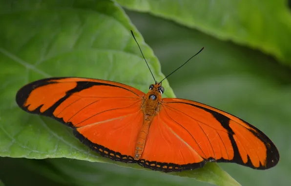 Leaves, microsemi, wings, Butterfly, insect, beautiful, closeup