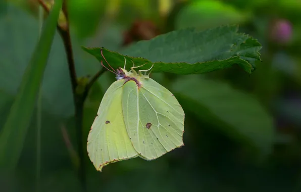 Leaves, microsemi, wings, Butterfly, insect, beautiful, closeup