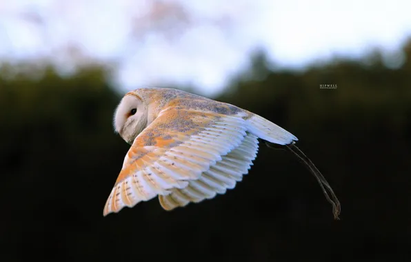 Owl, bird, white, in flight, Hipwell