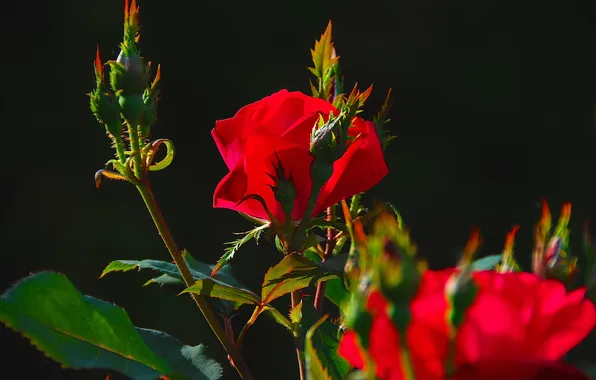 Picture leaves, rose, Bush, Bud