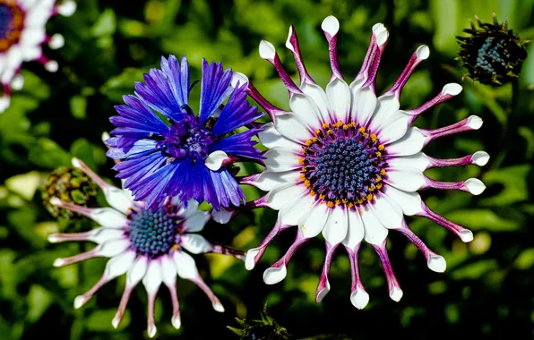 Picture flower, petals, flowering, Osteospermum