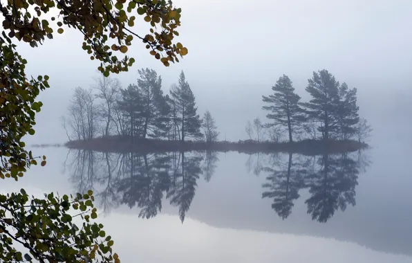 Picture trees, landscape, fog, lake