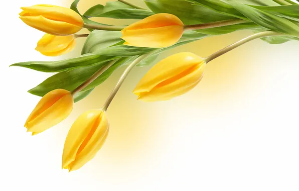 Picture yellow, tulips, white background