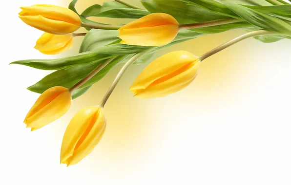 Yellow, tulips, white background