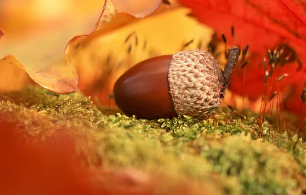 Picture autumn, leaves, colorful, zoom, acorn, the tree
