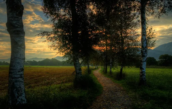 Greens, field, the sky, grass, leaves, clouds, trees, mountains