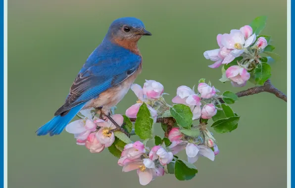 Bird, picture, bird, picture, branch, for printing, for print