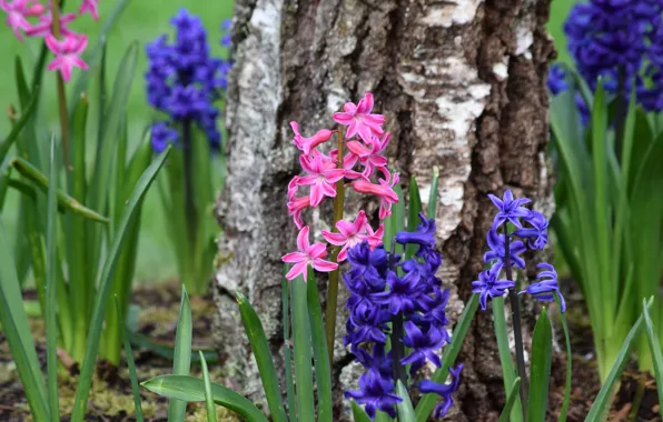 Picture trees, birch, hyacinths