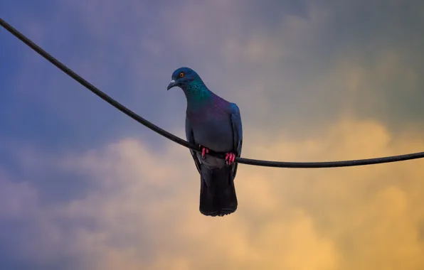 The sky, clouds, eyes, wire, dove, twilight