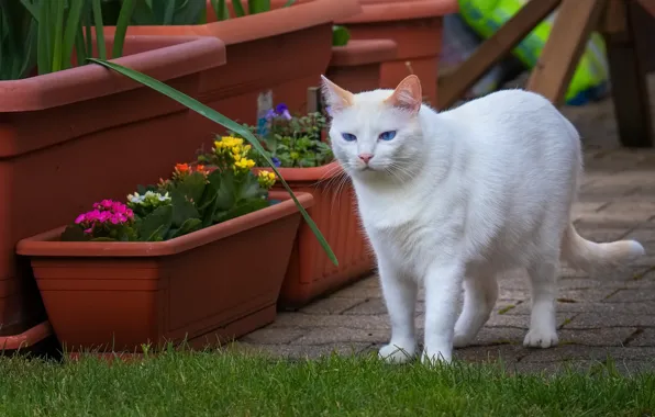 Cat, white, cat, look, flowers, lawn, tile, spring