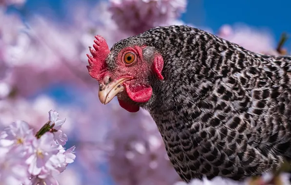 The sky, flowers, bird, portrait, spring, chicken, Sakura, pink