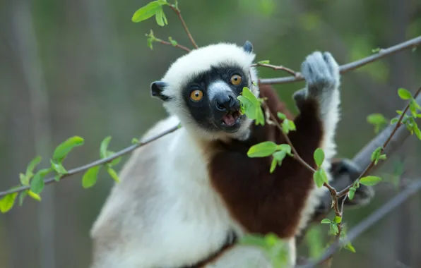 Look, leaves, branches, pose, portrait, lemur, face, meal