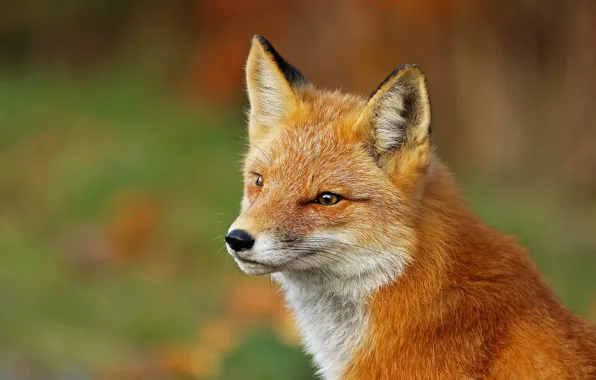 Look, face, background, portrait, Fox, red, beauty, bokeh