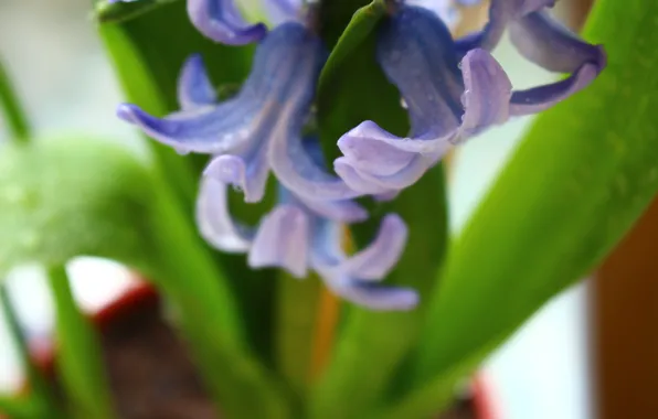 Flower, purple, flowers, plant, Macro, blooms, gently, flower