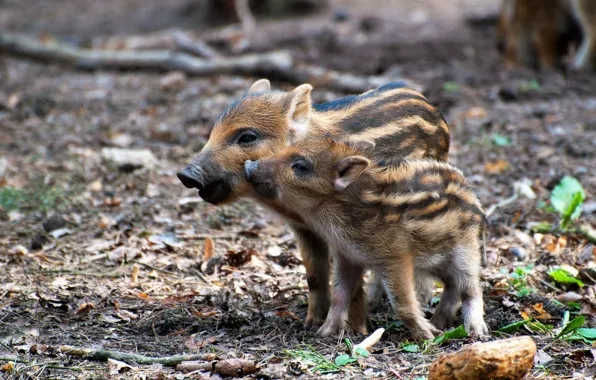 Forest, nature, foliage, two, pair, walk, boar, kids