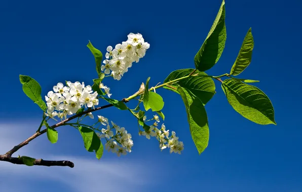 The sky, flowers, Spring, blue sky, cherry, flowers of bird cherry