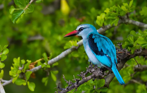 Branches, bird, Kingfisher
