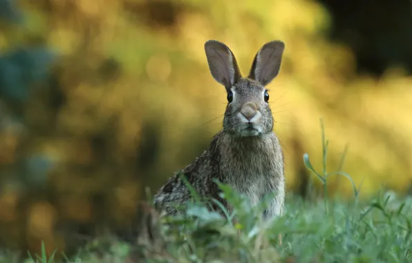 Picture Grass, Look, Animals, Hare, Animals, Ears, Toledo Botanical Garden, Toledo Botanical Garden